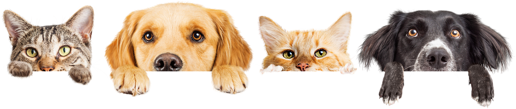 Dogs and Cats Peeking over Web Banner Extracted